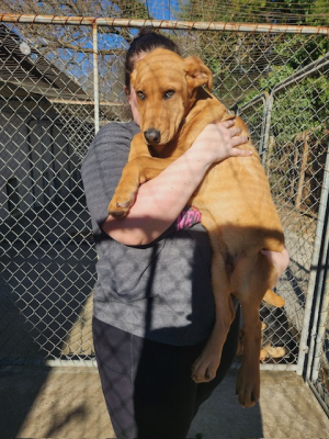 Cute Yellow lab mix puppies picture 1