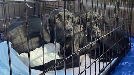 Beautiful stunning black lab pups picture 1