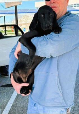 Amazing black labs young picture 3