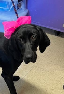Amazing black labs females picture 2