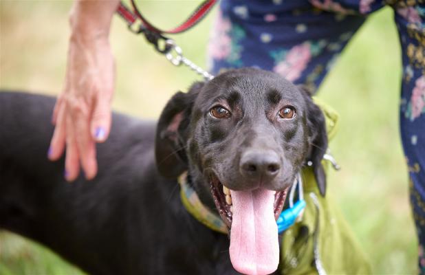 Amazing black labs females picture 1