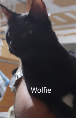 Snapper and Wolfie picture 2