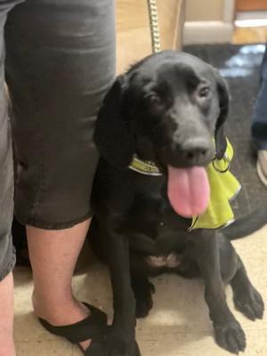 Black Lab mixes picture 1