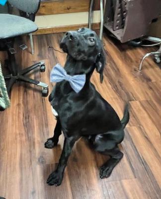 Black Lab mixes picture 2