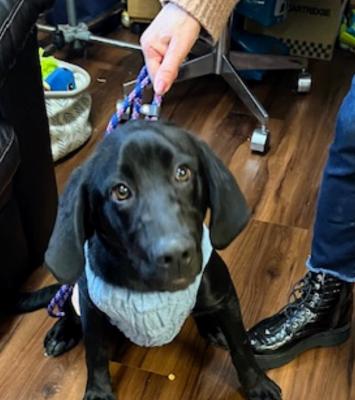 Adorable young male BLACK labs picture 2
