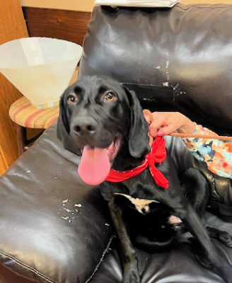 Adorable young male BLACK labs picture 1