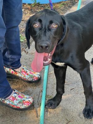 Adorable young male BLACK labs picture 3