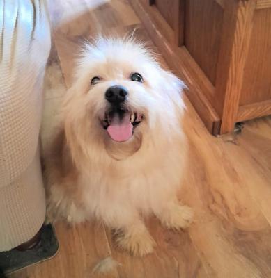 Benji picture 2