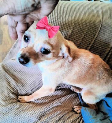 Chihuahua, chihuahua females picture 1