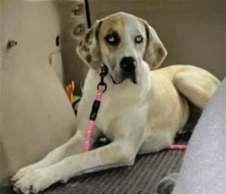 GREAT DANE, GREAT DANE picture 3