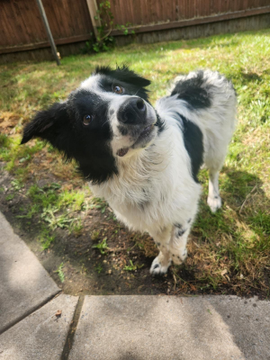 adorable BORDER COLLIE, BORDER COLLIE picture 1