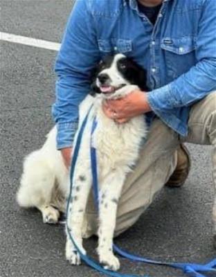 adorable BORDER COLLIE, BORDER COLLIE picture 2