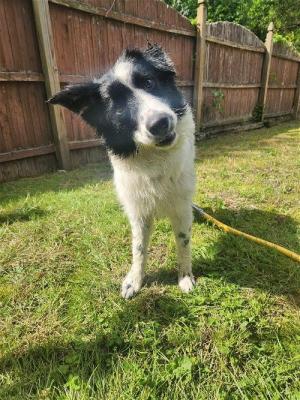 adorable BORDER COLLIE, BORDER COLLIE picture 3