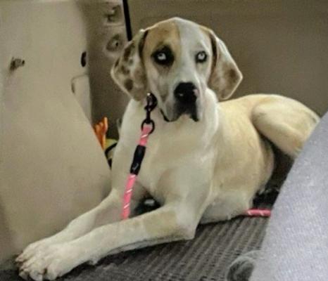 Great Dane, Great Dane picture 3