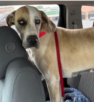 Great Dane, Great Dane picture 1