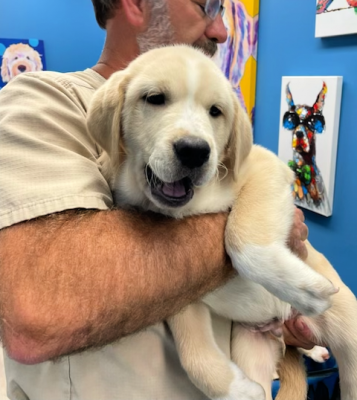 Buff colored labs picture 1