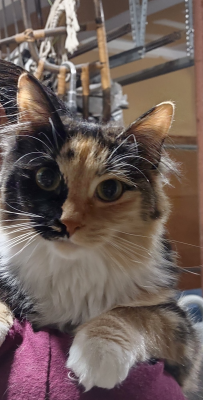 Fluffernutter picture 1