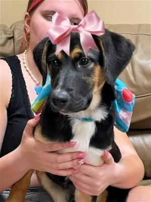 Border collie lab mix pups picture 1
