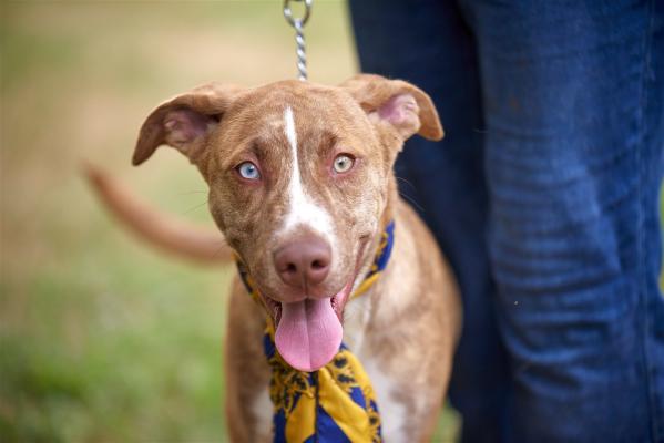 australian cattle dog  lab mx picture 4