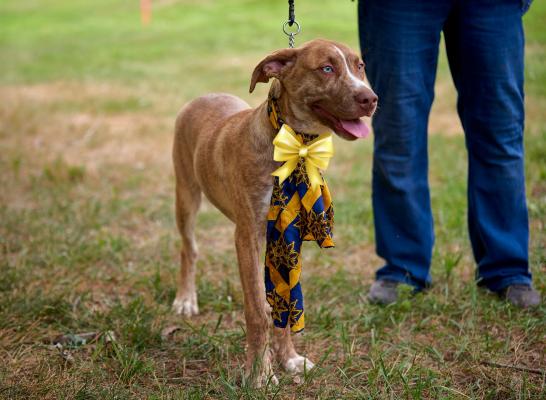 australian cattle dog  lab mx picture 2