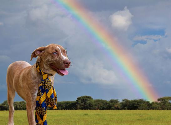 australian cattle dog  lab mx picture 1