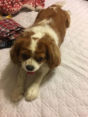 Bella picture 1