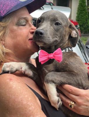 ADORABLE Silver LAB PUP picture 1
