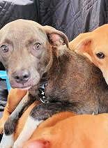 ADORABLE Silver LAB PUP picture 2