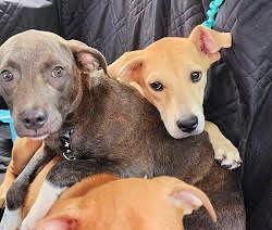 ADORABLE Silver LAB PUP picture 3