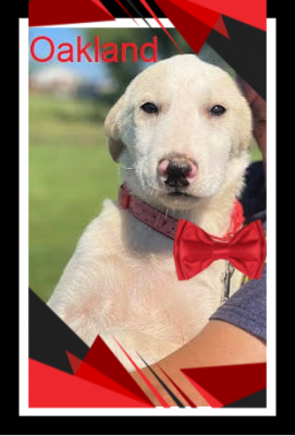 Buff lab mix pup picture 2