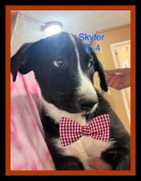 Skylar picture 1