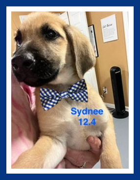 Sydnee picture 1
