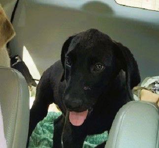Skipper picture 3