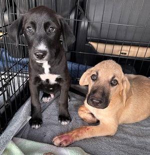 Adorable black & yellow lab male and female pups picture 3