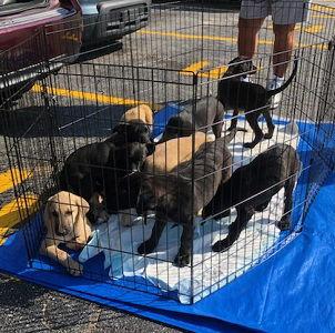 Adorable black & yellow lab male and female pups picture 1