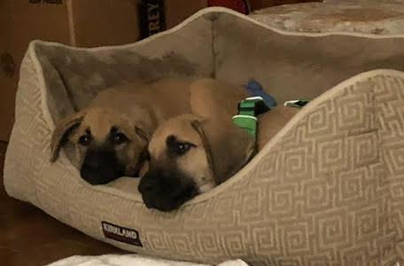 Adorable black & yellow lab male and female pups picture 2