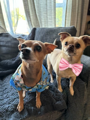 BONDED PAIR - chi pug female  chiweenie male picture 1