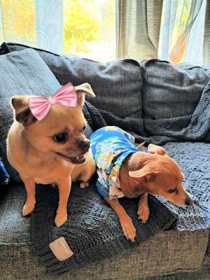 BONDED PAIR - chi pug female  chiweenie male picture 2