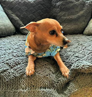 BONDED PAIR - chi pug female  chiweenie male picture 4