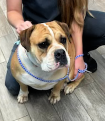 English Bull Dogs Female picture 2