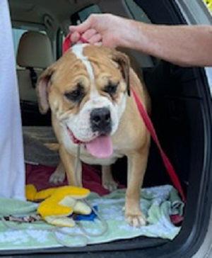 English Bull Dogs Female picture 4