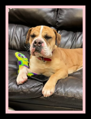 English Bull Dogs Female picture 1