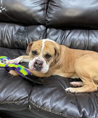 English Bull Dogs Female picture 3