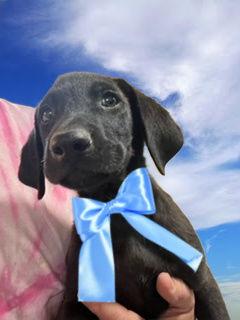 Male black lab pup picture 1