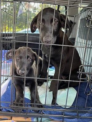 Male black lab pup picture 2