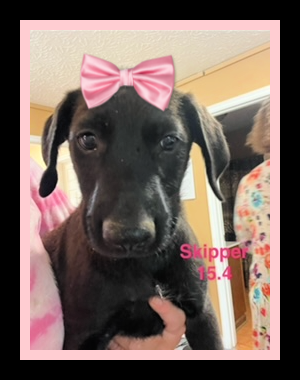 Cute black lab  pups female picture 3