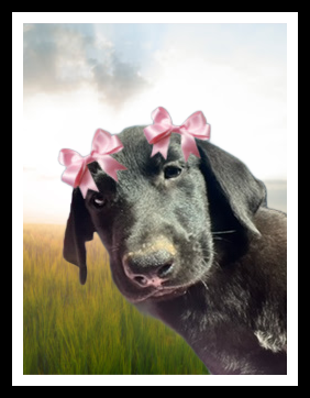 Cute black lab  pups female picture 2