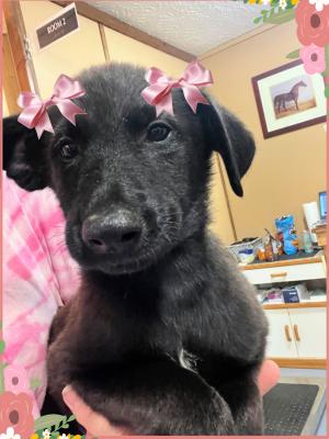 Cute black lab  pups female picture 1