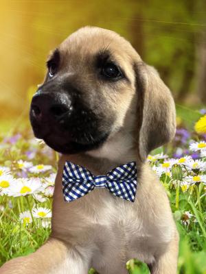 Golden lab male mix pups picture 2