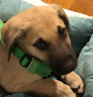 Golden lab male mix pups picture 1